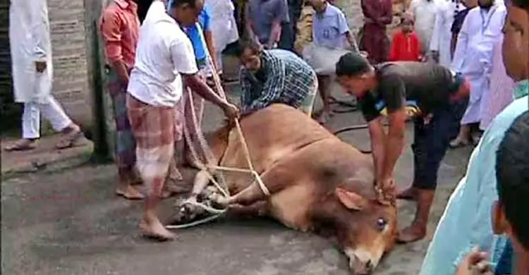 রাজধানীতে প্রায় ৯ লাখ গরু কোরবানি রাজধানীতে প্রায় ৯ লাখ গরু কোরবানি