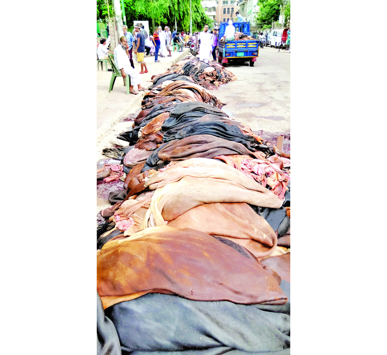 এবারও সিন্ডিকেটের কব্জায় কাঁচা চামড়ার বাজার এবারও সিন্ডিকেটের কব্জায় কাঁচা চামড়ার বাজার