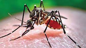 গত ২৪ ঘন্টায় আরও ১৫৩ ডেঙ্গু রোগী হাসপাতালে গত ২৪ ঘন্টায় আরও ১৫৩ ডেঙ্গু রোগী হাসপাতালে