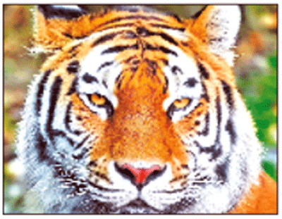সুন্দরবনের বাঘের জন্য আশীর্বাদ করোনা মহামারী সুন্দরবনের বাঘের জন্য আশীর্বাদ করোনা মহামারী