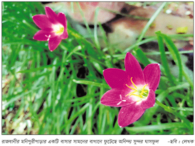 পায়ের কাছে ফুটে থাকা গোলাপি ঘাসফুল পায়ের কাছে ফুটে থাকা গোলাপি ঘাসফুল
