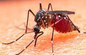 ১ দিনে আরও ১৭০ ডেঙ্গু রোগী হাসপাতালে ১ দিনে আরও ১৭০ ডেঙ্গু রোগী হাসপাতালে