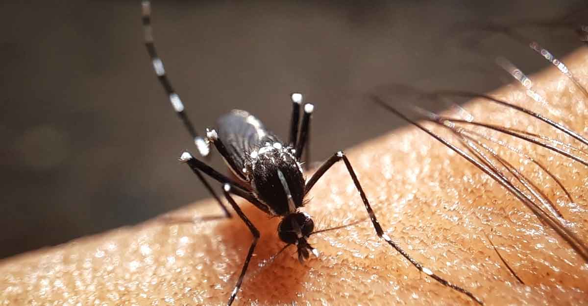 ডেঙ্গু ॥ ১ দিনে আরও ২৩৭ জন হাসপাতালে ভর্তি ডেঙ্গু ॥ ১ দিনে আরও ২৩৭ জন হাসপাতালে ভর্তি
