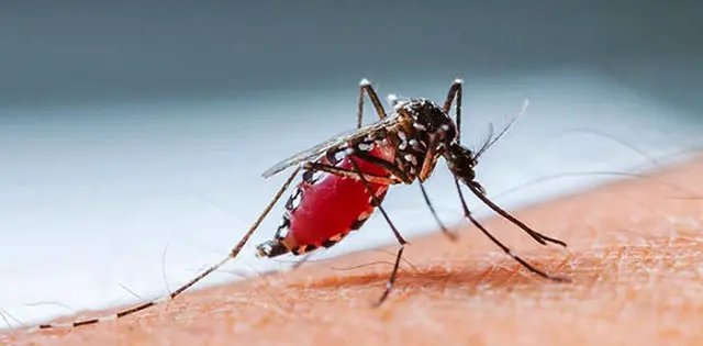 ডেঙ্গু ॥ হাসপাতালে ভর্তির সংখ্যা হাজার ছাড়িয়েছে ডেঙ্গু ॥ হাসপাতালে ভর্তির সংখ্যা হাজার ছাড়িয়েছে