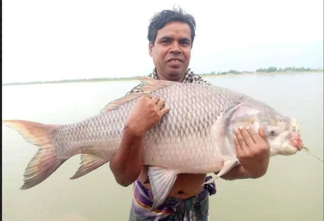 কুড়িগ্রামে ধরলায় ১৮ কেজি ওজনের কাতল মাছ শিকার