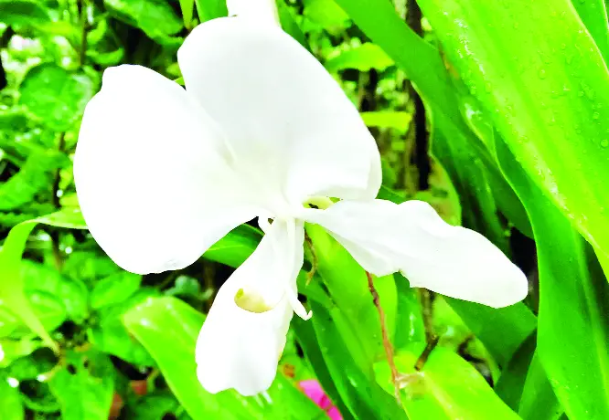 যেন প্রজাপতির শুভ্র ডানা, মিষ্টি ঘ্রাণ যেন প্রজাপতির শুভ্র ডানা, মিষ্টি ঘ্রাণ