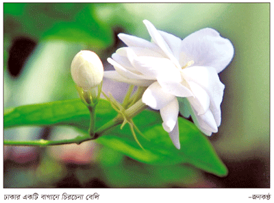 ঘ্রাণ পাচ্ছেন তো? বেলি ফুল ফুটেছে ঘ্রাণ পাচ্ছেন তো? বেলি ফুল ফুটেছে