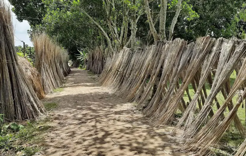 বাম্পার ফলনে খুশি টাঙ্গাইলের পাট চাষীরা