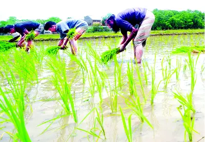 যমুনার চরে সুগন্ধি চালের ধান আবাদ বেড়েছে যমুনার চরে সুগন্ধি চালের ধান আবাদ বেড়েছে