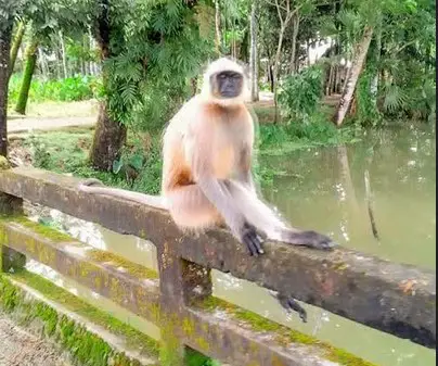 পটুয়াখালীর মির্জাগঞ্জে লোকালয়ে ঘুরে বেড়াচ্ছে বিরল প্রজাতির মুখপোড়া হনুমান