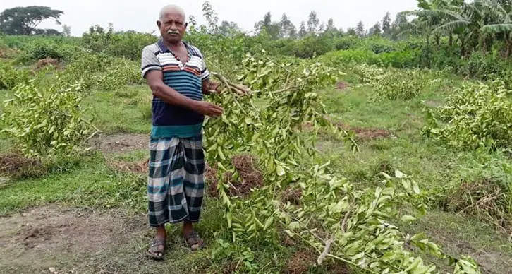 কে আমার এই সর্বনাশ করলো, মির্জাপুরে লেবু চাষীর আর্তি