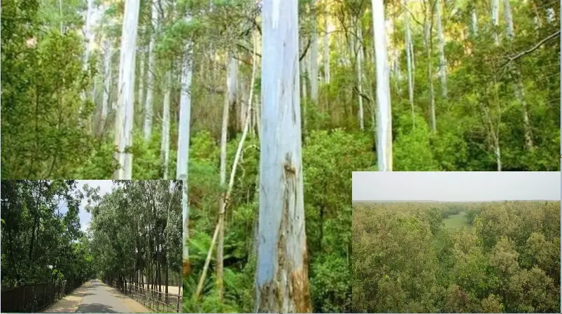 ইউক্যালিপ্টাসের মতো কিছু বিদেশি গাছ বাংলাদেশের পরিবেশের ক্ষতি করেছে ইউক্যালিপ্টাসের মতো কিছু বিদেশি গাছ বাংলাদেশের পরিবেশের ক্ষতি করেছে