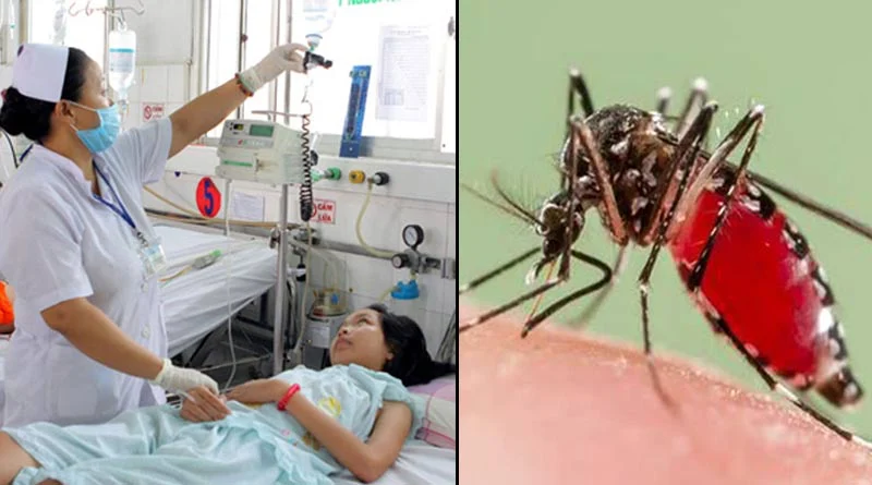 ডেঙ্গু : গত ২৪ ঘণ্টায় ২৪১ জন হাসপাতালে ডেঙ্গু : গত ২৪ ঘণ্টায় ২৪১ জন হাসপাতালে