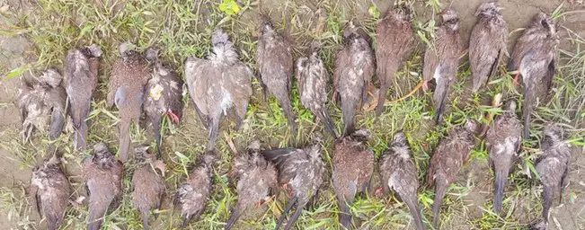 গাইবান্ধায় শুভ হত্যার সব আসামি খালাস গাইবান্ধায় শুভ হত্যার সব আসামি খালাস