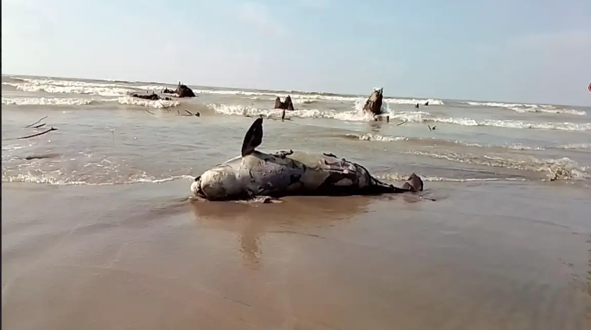 কুয়াকাটা সৈকতে ফের মৃত ডলফিন কুয়াকাটা সৈকতে ফের মৃত ডলফিন