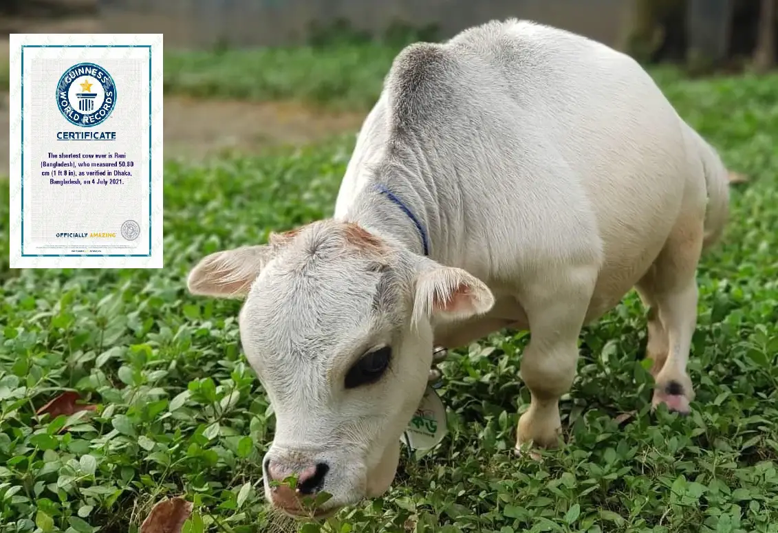 গিনেস বুকে নাম লিখিয়েছে সাভারের ছোট গরু রানী গিনেস বুকে নাম লিখিয়েছে সাভারের ছোট গরু রানী