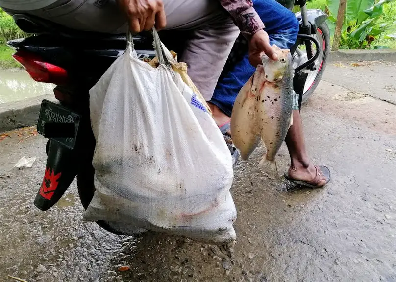 বাউফলের তেঁতুলিয়া নদীতে চলছে মা ইলিশ শিকারের মহোৎসব