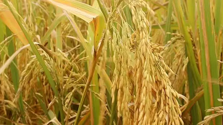 ফলন বিঘায় ৫০ মণ!, ধানের নাম ‘ফাতেমা’! ফলন বিঘায় ৫০ মণ!, ধানের নাম ‘ফাতেমা’!