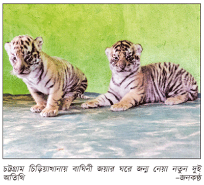চট্টগ্রাম চিড়িয়াখানায় বাঘ পরিবারে আরও দুই অতিথি চট্টগ্রাম চিড়িয়াখানায় বাঘ পরিবারে আরও দুই অতিথি