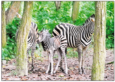 বঙ্গবন্ধু সাফারি পার্কে জেব্রার ঘরে নতুন অতিথি বঙ্গবন্ধু সাফারি পার্কে জেব্রার ঘরে নতুন অতিথি