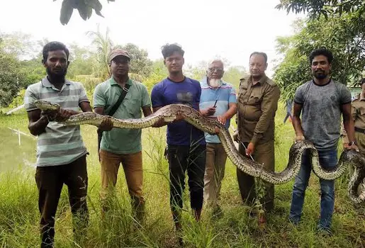 ৪০ কেজি ওজনের অজগর উদ্ধার করে সুন্দরবনে অবমুক্ত