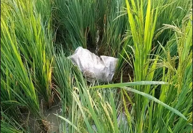 লালপুরে শিশুর বস্তাবন্দী লাশ উদ্ধার, আটক-২ লালপুরে শিশুর বস্তাবন্দী লাশ উদ্ধার, আটক-২