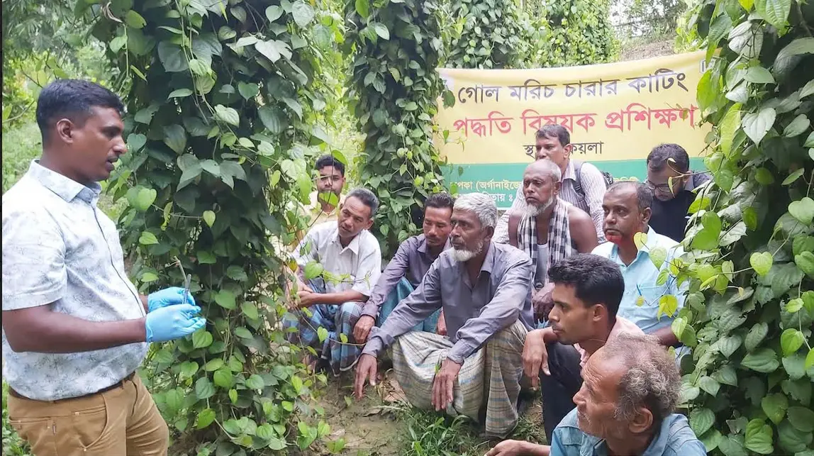 মীরসরাইয়ে গোল মরিচ চারা কাটিং বিষয়ক প্রশিক্ষণ