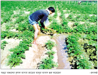 উত্তরে আগাম জাতের আলুর আবাদ শুরু, বাড়বে উৎপাদন