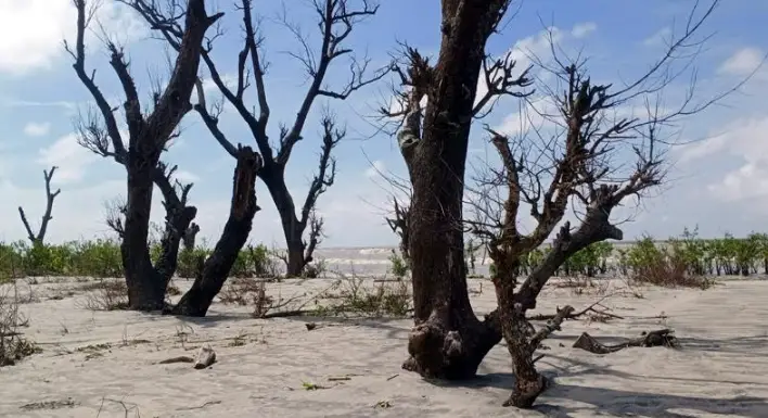 সবুজ দেয়াল বিলীনের শঙ্কা ॥ কুয়াকাটার সংরক্ষিত বনাঞ্চল হচ্ছে বিরাণভূমি