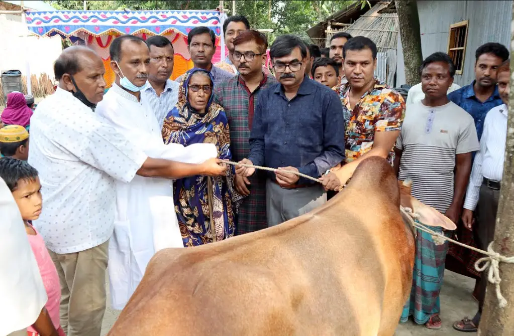 ঠাকুরগাঁওয়ে তেলের ঘানী টানার জন্য গরু পেলেন দরিদ্র এক বৃদ্ধা