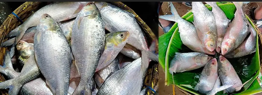 বরিশাল বাজারে ডিমওয়ালা ইলিশ পাওয়া যাচ্ছে বরিশাল বাজারে ডিমওয়ালা ইলিশ পাওয়া যাচ্ছে