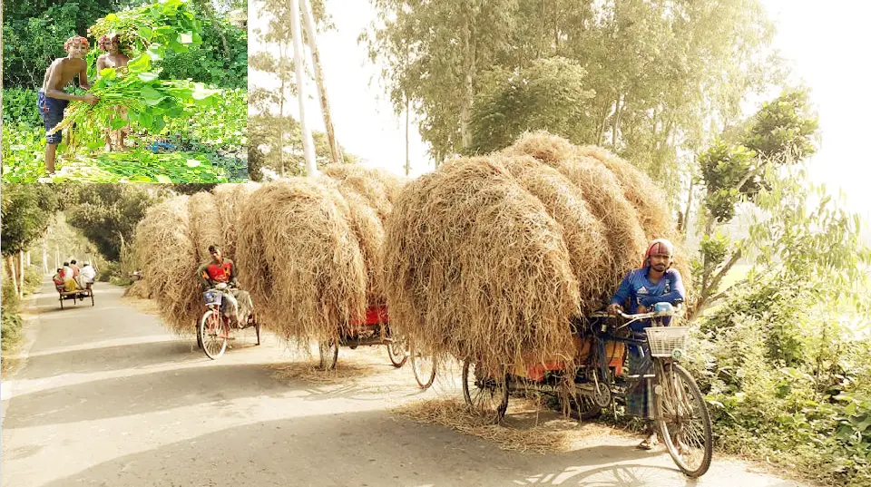 চাটমোহরে গো খাদ্যের তীব্র সংকট