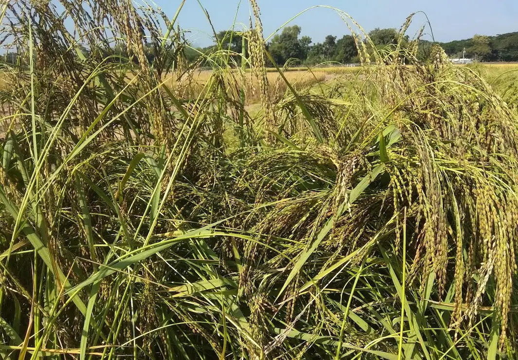 তুলশীমালা ধান সুগন্ধী ছড়াচ্ছে সর্বত্র তুলশীমালা ধান সুগন্ধী ছড়াচ্ছে সর্বত্র