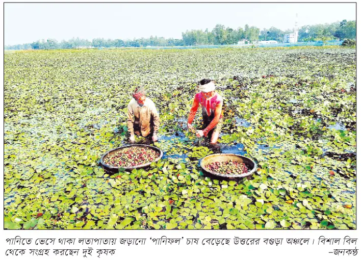 জনপ্রিয় জলজ উদ্ভিদ গ্রামের মানুষ আপন মনে ফলায় জনপ্রিয় জলজ উদ্ভিদ গ্রামের মানুষ আপন মনে ফলায়