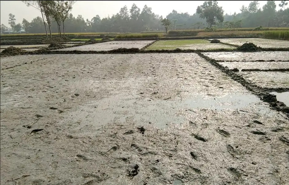 উচ্চ ফলনশীল জাতের ধান চাষে আগ্রহ বেড়েছে টাঙ্গাইলের কৃষকদের