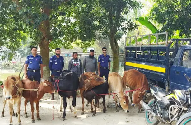 বানিয়াচংয়ে ৭ চোরাই গরুসহ ২ জন গ্রেফতার বানিয়াচংয়ে ৭ চোরাই গরুসহ ২ জন গ্রেফতার