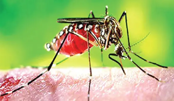 ডেঙ্গু : ২৪ ঘণ্টায় হাসপাতালে আরও ১১৮ রোগী হাসপাতালে ডেঙ্গু : ২৪ ঘণ্টায় হাসপাতালে আরও ১১৮ রোগী হাসপাতালে