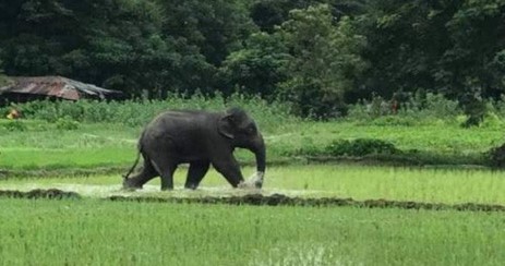 বোয়ালখালীতে বন্য হাতির বিরুদ্ধে থানায় জিডি