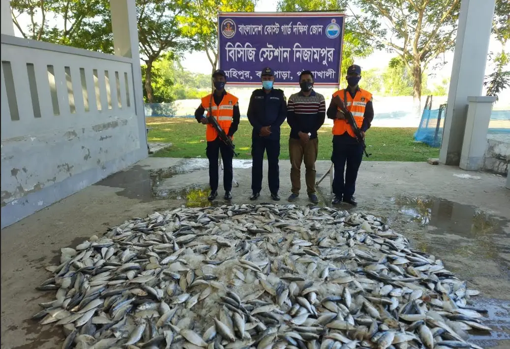 কলাপাড়ায় কোস্টগার্ডের অভিযানে ৮০০ কেজি জাটকা জব্দ