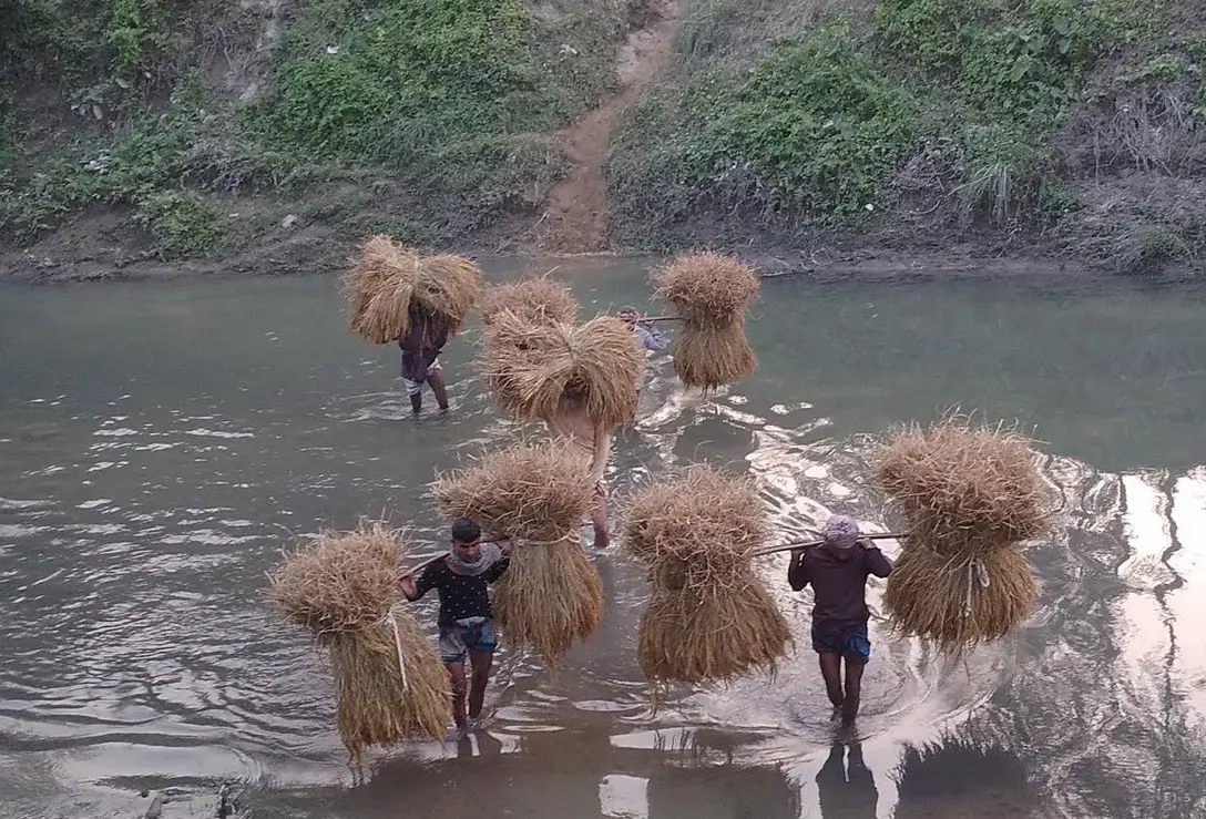 সেতুর অভাবে কৃষকদের দুর্ভোগ