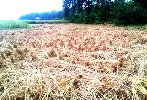 শেরপুর সীমান্তে বন্যহাতির তান্ডবে ফসলের ক্ষয়ক্ষতি, আতঙ্কে প্রাণ গেল কৃষকের শেরপুর সীমান্তে বন্যহাতির তান্ডবে ফসলের ক্ষয়ক্ষতি, আতঙ্কে প্রাণ গেল কৃষকের