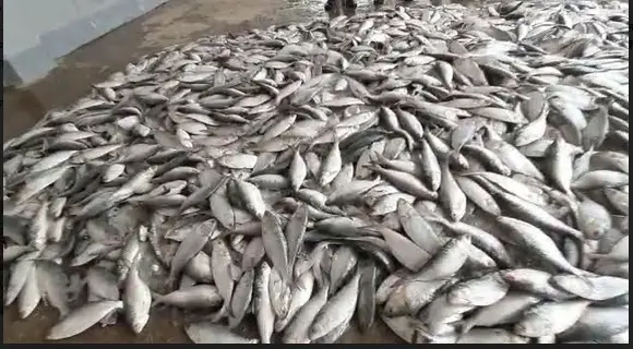 কলাপাড়ায় ১৮০০ কেজি জাটকা জব্দ কলাপাড়ায় ১৮০০ কেজি জাটকা জব্দ
