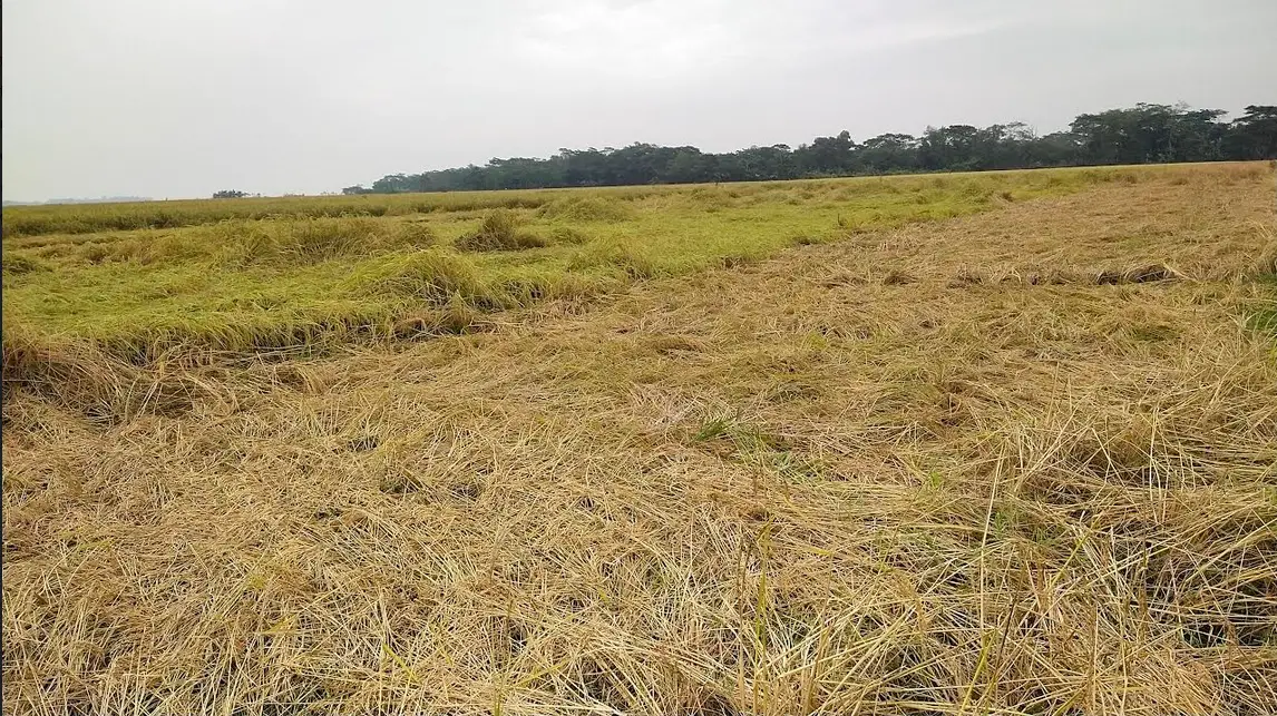 বাউফলে জাওয়াদের প্রভাবে অধিকাংশ পাকা ধান নষ্ট হয়েছে