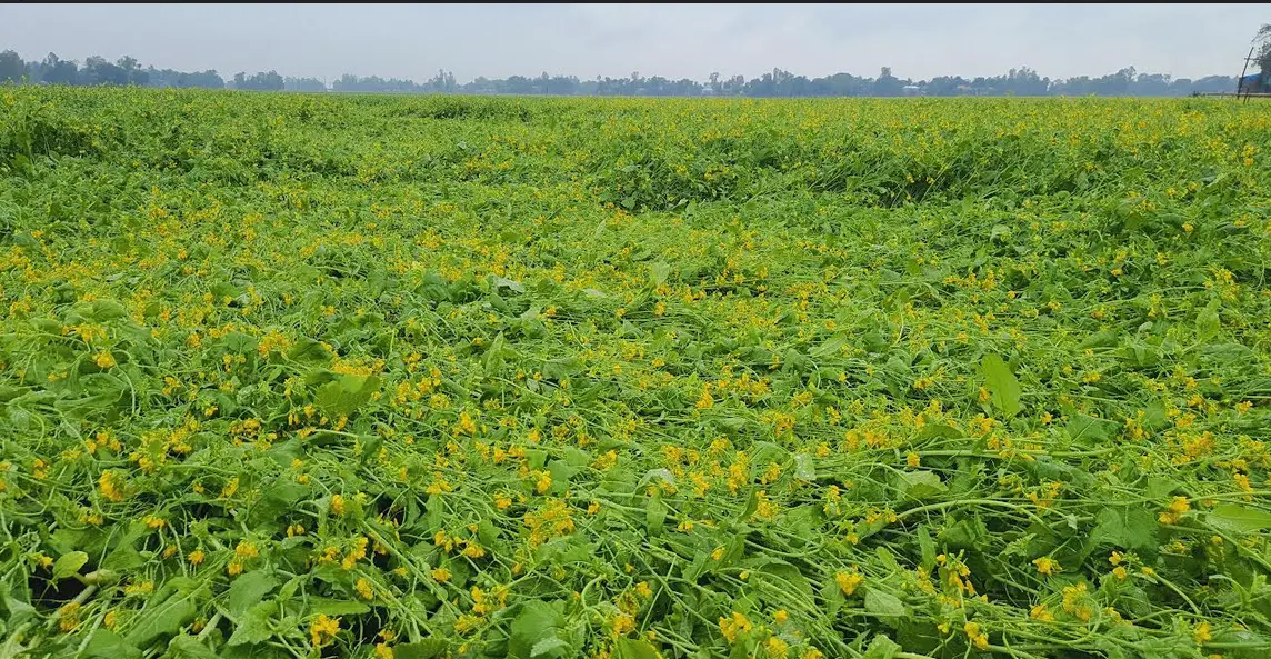 টাঙ্গাইলের বাসাইলে অসময়ের বৃষ্টিতে সরিষা নষ্ট হওয়ার আশঙ্কা