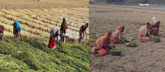 উত্তরের জেলাগুলোতে নারী শ্রমিক দিয়ে মাঠে কাজ করে অভাব পুরণ করা হচ্ছে উত্তরের জেলাগুলোতে নারী শ্রমিক দিয়ে মাঠে কাজ করে অভাব পুরণ করা হচ্ছে