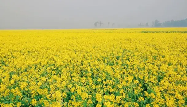 পাবনার চরাঞ্চলের হলুদ ফুলে কৃষকের হাসি