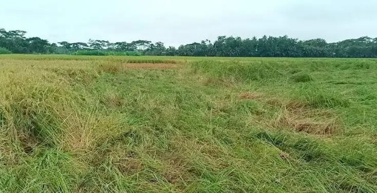 ঘূর্ণিঝড় ‘জাওয়াদ’ : টানা বর্ষণে বাগেরহাটের কৃষিখাতে ব্যাপক ক্ষতি