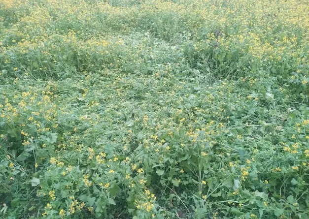 ধামরাইয়ে সরিষা চাষে ব্যাপক ক্ষতির আশঙ্কা ধামরাইয়ে সরিষা চাষে ব্যাপক ক্ষতির আশঙ্কা