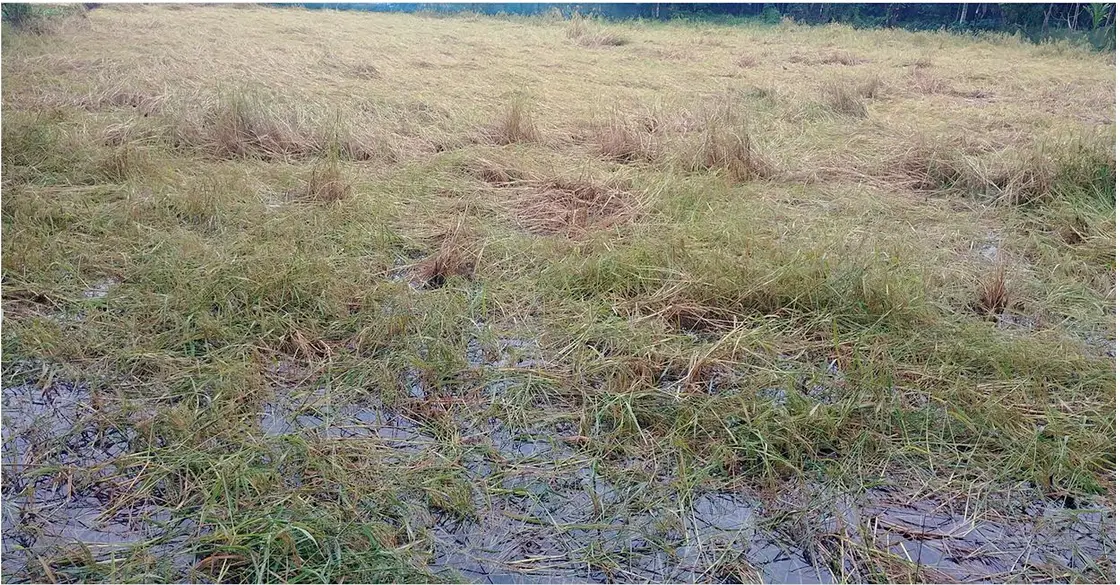 জাওয়াদের প্রভাবে বরিশালে ফসলের ব্যাপক ক্ষতি