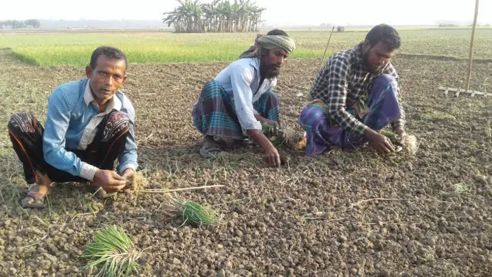 মাগুরায় জমিতে পেঁয়াজের চারা রোপনে ব্যস্ত সময় পার করছে কৃষক